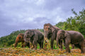 One-Day Expedition: Elephant Encounter, Waterfall Retreat and Bamboo Rafting