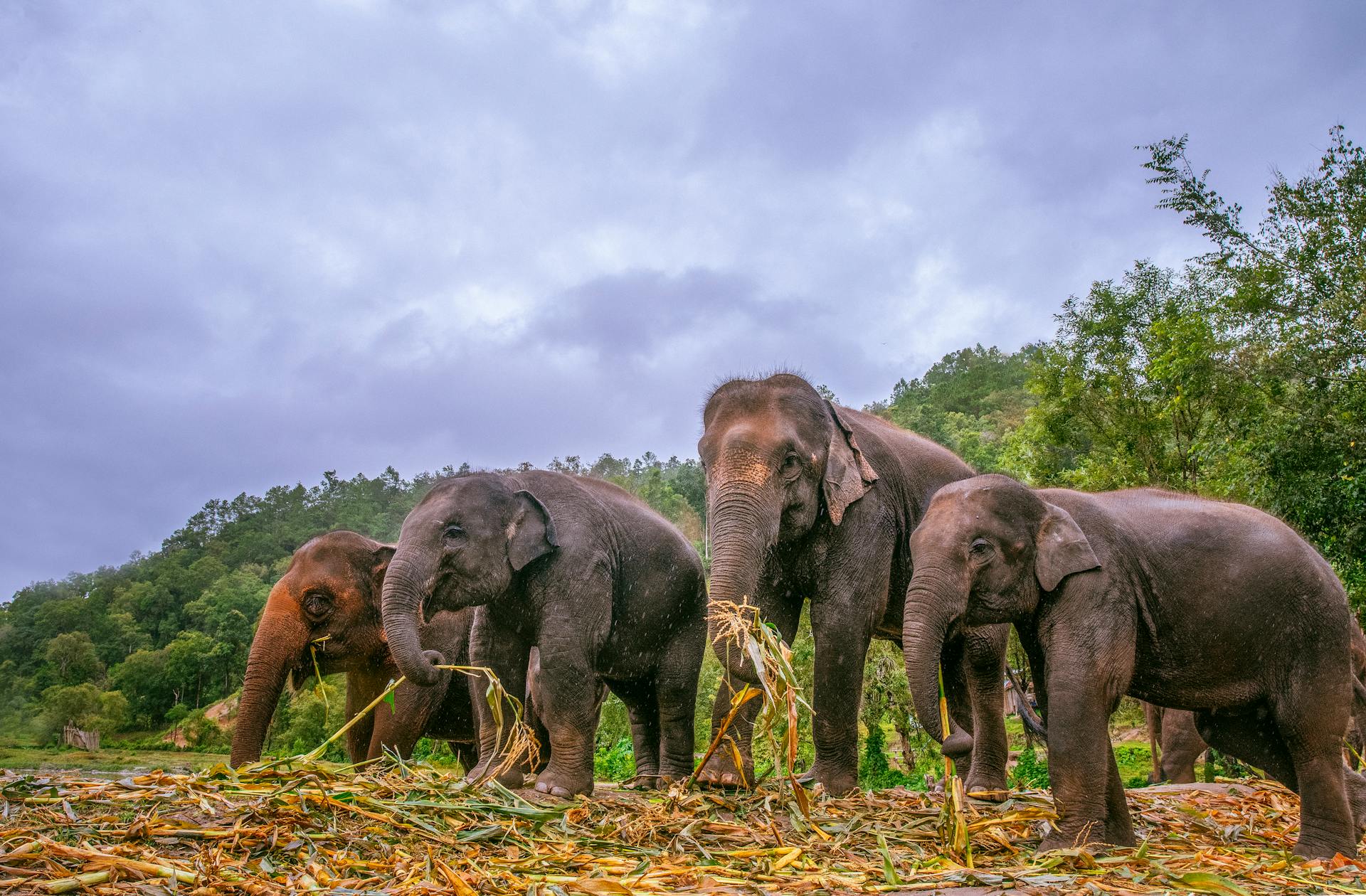 One-Day Expedition: Elephant Encounter, Waterfall Retreat and Bamboo Rafting